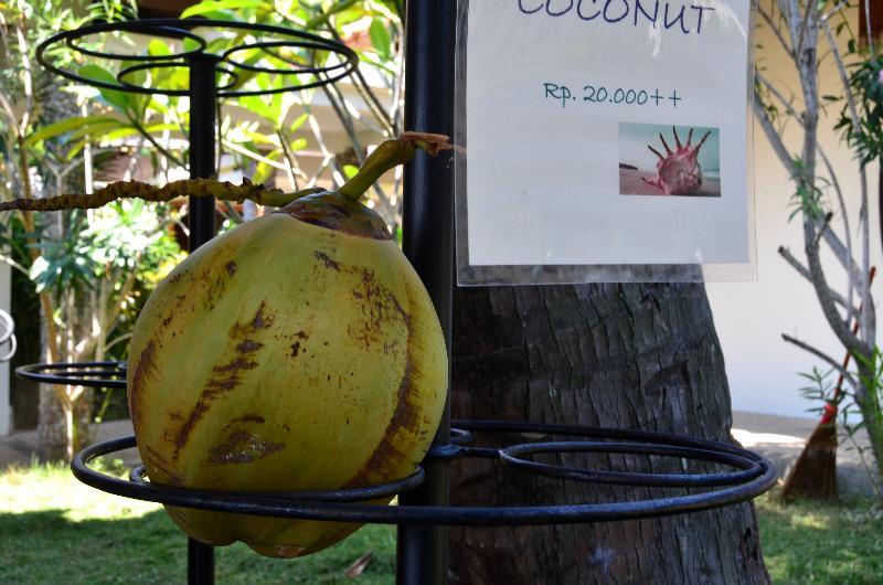 Cocotinos 3*